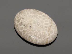 Jaspis fossil 40x30mm [1szt.]