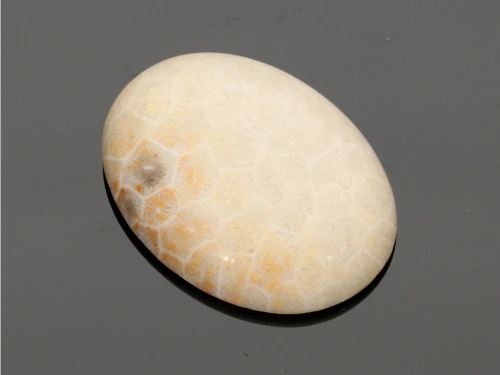 Jaspis fossil 40x30mm [1szt.]