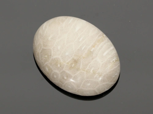 Jaspis fossil 40x30mm [1szt.]