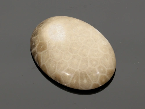 Jaspis fossil 40x30mm [1szt.]