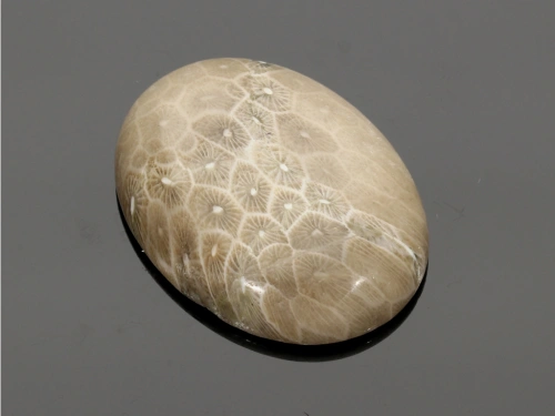 Jaspis fossil 40x30mm [1szt.]