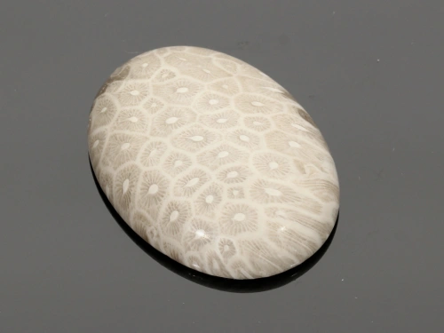 Jaspis fossil 40x30mm [1szt.]