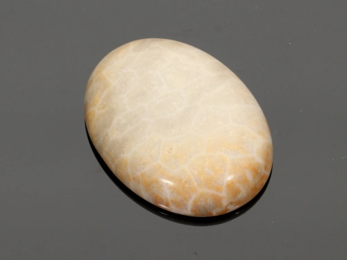 Jaspis fossil 40x30mm [1szt.]