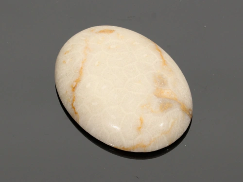 Jaspis fossil 40x30mm [1szt.]