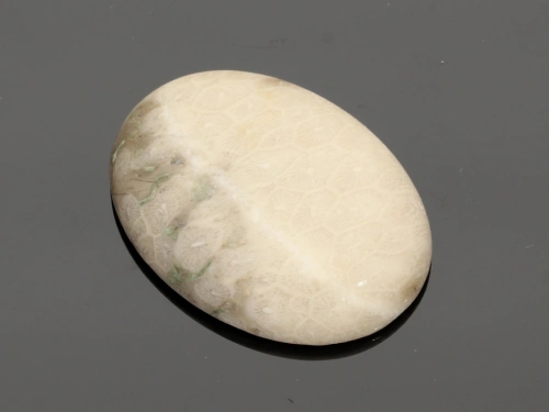 Jaspis fossil 40x30mm [1szt.]