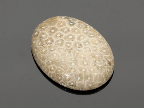 Jaspis fossil 40x30mm [1szt.]